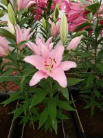 [5340 Lancaster VH No02.JPG]